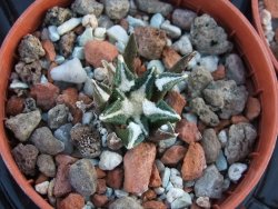 Ariocarpus kotschoubeyanus elephantidens pot 5,5 cm - 12394526