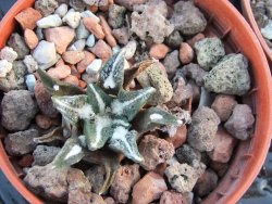 Ariocarpus kotschoubeyanus elephantidens pot 5,5 cm - 12394527