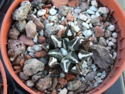 Ariocarpus kotschoubeyanus elephantidens pot 5,5 cm - 12394528