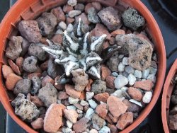 Ariocarpus kotschoubeyanus elephantidens pot 5,5 cm - 12394529