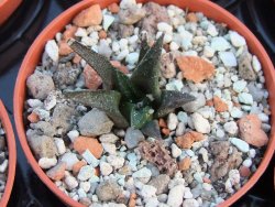 Ariocarpus bravoanus pot 5,5 cm