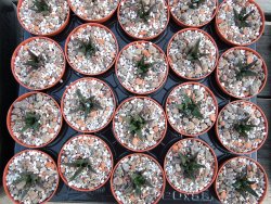 Ariocarpus bravoanus pot 5,5 cm - 12385915