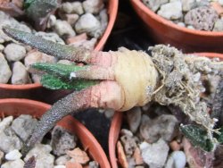 Ariocarpus bravoanus pot 5,5 cm - 12387121