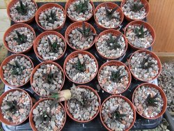 Ariocarpus bravoanus pot 5,5 cm - 12387122