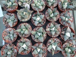 Ariocarpus retusus ? minimus El Ranchito Casilas pot 5,5 cm - 12394516