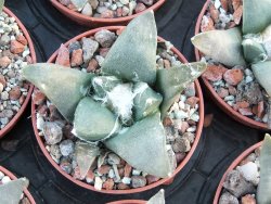 Ariocarpus retusus ? minimus El Ranchito Casilas pot 5,5 cm - 12394517