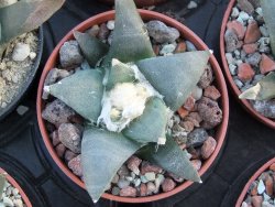 Ariocarpus retusus ? minimus El Ranchito Casilas pot 5,5 cm - 12394518