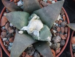 Ariocarpus retusus ? minimus El Ranchito Casilas pot 5,5 cm - 12394521