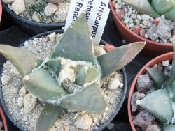 Ariocarpus retusus ? minimus El Ranchito Casilas pot 5,5 cm - 12394522