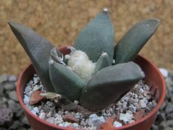 Ariocarpus retusus ? minimus El Ranchito Casilas pot 5,5 cm - 12401333