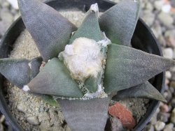 Ariocarpus retusus ? minimus El Ranchito Casilas pot 5,5 cm