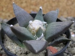 Ariocarpus retusus ? minimus El Ranchito Casilas pot 5,5 cm - 12401335