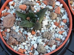 Ariocarpus scapharostrus, pot 5,5 cm - 12385917