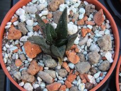Ariocarpus scapharostrus, pot 5,5 cm - 12385918