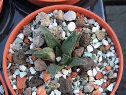 Ariocarpus scapharostrus, pot 5,5 cm - 12385919