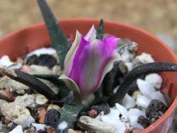 Ariocarpus agavoides pot 5,5 cm - 12386871