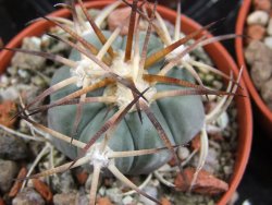 Echinocactus horizonthalonius 93 km El Hundido pot 5,5 cm