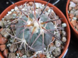 Echinocactus horizonthalonius 93 km El Hundido pot 5,5 cm - 12386990