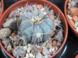 Echinocactus horizonthalonius 93 km El Hundido pot 5,5 cm - 12386991