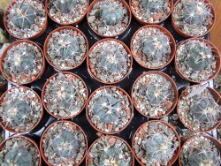 Echinocactus horizonthalonius 93 km El Hundido pot 5,5 cm - 12386993