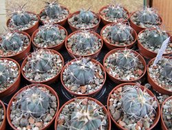 Echinocactus horizonthalonius 93 km El Hundido pot 5,5 cm - 12386994