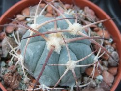 Echinocactus horizonthalonius El Pegueto Icamole pot 5,5 cm - 12394950