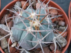 Echinocactus horizonthalonius El Pegueto Icamole pot 5,5 cm - 12394952