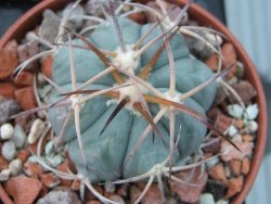 Echinocactus horizonthalonius El Pegueto Icamole pot 5,5 cm - 12394953