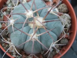Echinocactus horizonthalonius El Pegueto Icamole pot 5,5 cm - 12394954