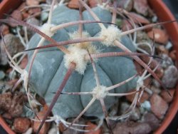 Echinocactus horizonthalonius El Pegueto Icamole pot 5,5 cm - 12394955