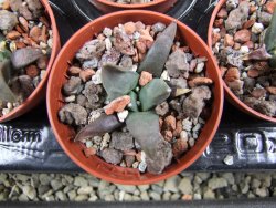 Ariocarpus retusus ? minimus El Ranchito Casilas pot 5,5 IA