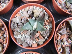 Ariocarpus retusus ? minimus El Ranchito Casilas pot 5,5 IA - 12387009