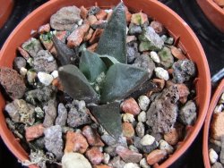 Ariocarpus retusus ? minimus El Ranchito Casilas pot 5,5 IA - 12387010