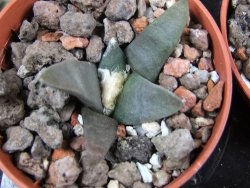 Ariocarpus retusus ? minimus El Ranchito Casilas pot 5,5 IA - 12387011