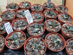 Ariocarpus retusus ? minimus El Ranchito Casilas pot 5,5 IA - 12387015