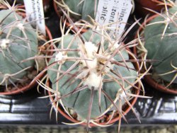 Echinocactus horizonthalonius Hipolito pot 5,5 cm - 12387035