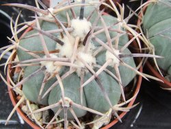 Echinocactus horizonthalonius Hipolito pot 5,5 cm - 12387036