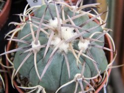 Echinocactus horizonthalonius Hipolito pot 5,5 cm - 12387037