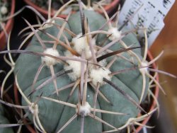 Echinocactus horizonthalonius Hipolito pot 5,5 cm - 12387038