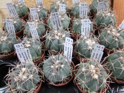 Echinocactus horizonthalonius Hipolito pot 5,5 cm - 12387039