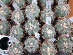 Echinocactus horizonthalonius Hipolito pot 5,5 cm - 12387040