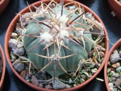 Echinocactus horizonthalonius La trinidad Charcas, pot 5,5 cm - 12395061