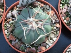 Echinocactus horizonthalonius La trinidad Charcas, pot 5,5 cm - 12395062