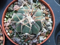 Echinocactus horizonthalonius La trinidad Charcas, pot 5,5 cm