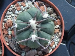 Echinocactus horizonthalonius La trinidad Charcas, pot 5,5 cm - 12395064