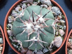 Echinocactus horizonthalonius La trinidad Charcas, pot 5,5 cm - 12395065