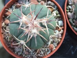 Echinocactus horizonthalonius La trinidad Charcas, pot 5,5 cm - 12395066