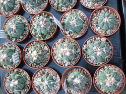 Echinocactus horizonthalonius La trinidad Charcas, pot 5,5 cm - 12395068