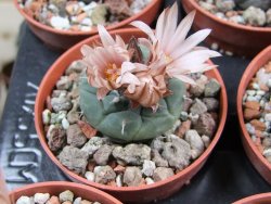 Turbinicarpus jauernigii pot 5,5 cm cites IA
