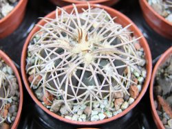 Gymnocalycium spegazzinii punillaense Tom 06-81/1 El Obelisco pot 5,5 cm - 12387745